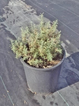 Photo for Epilobium canum 'Catalina' (Catalina Fuchsia)