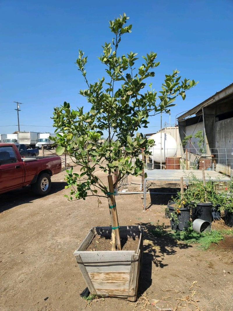 Photo for Citrus lime 'Bearrs' (Bearrs Lime Tree)