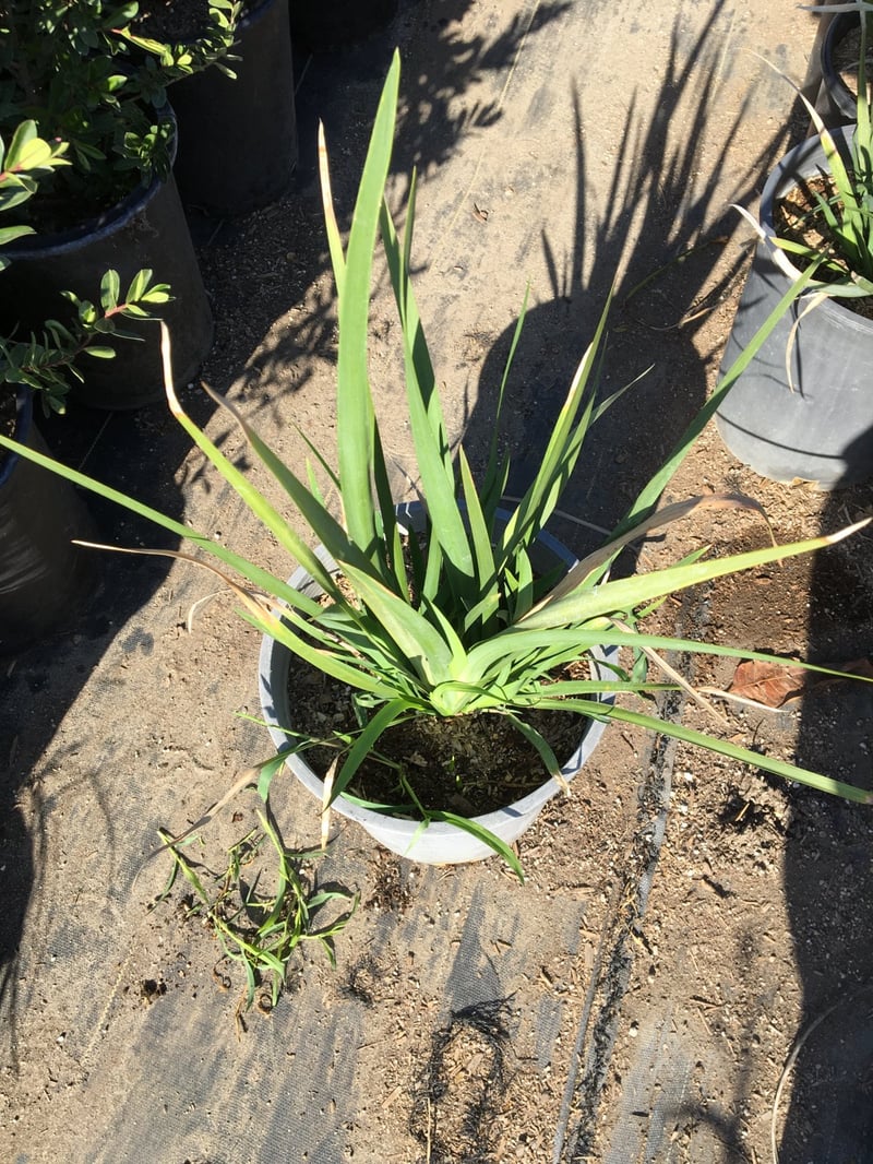 Photo for Dietes grandiflora (Fortnight Iris)