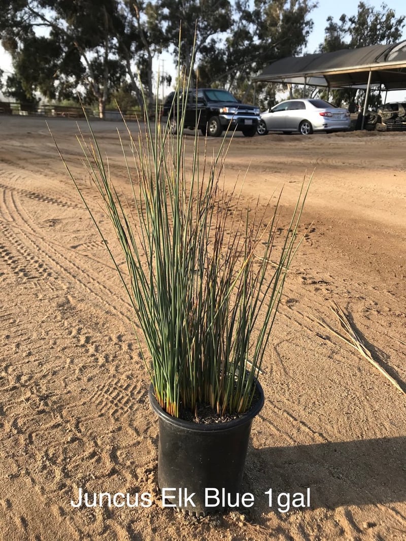 Photo for Juncus patens 'Elk Blue' (Elk Blue California Gray Rush)