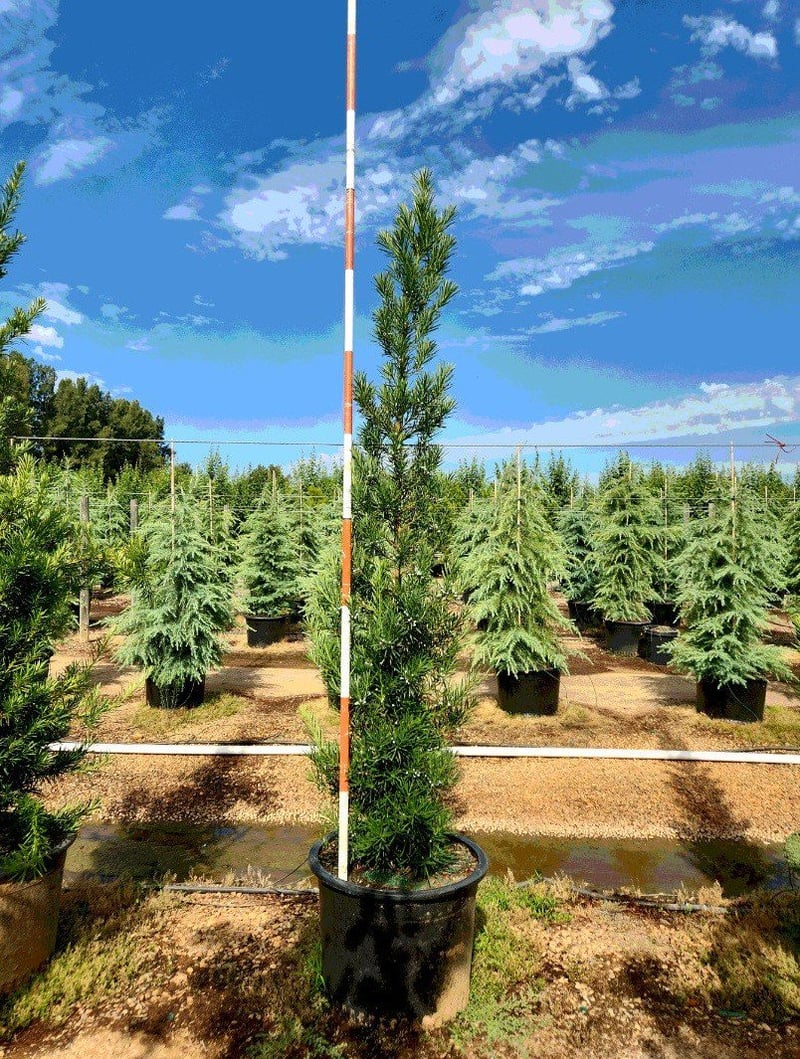 Photo for Podocarpus macrophyllus 'Maki' (Column) (Shrubby Yew Pine)