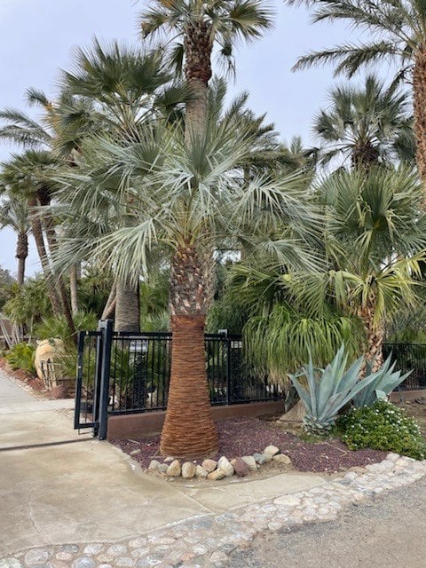Photo for Brahea armata (Blue Hesper Palm, Mexican Blue Palm)