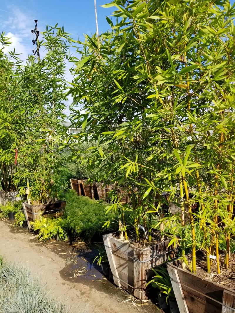 Photo for Bambusa oldhamii (Giant Timber Bamboo)