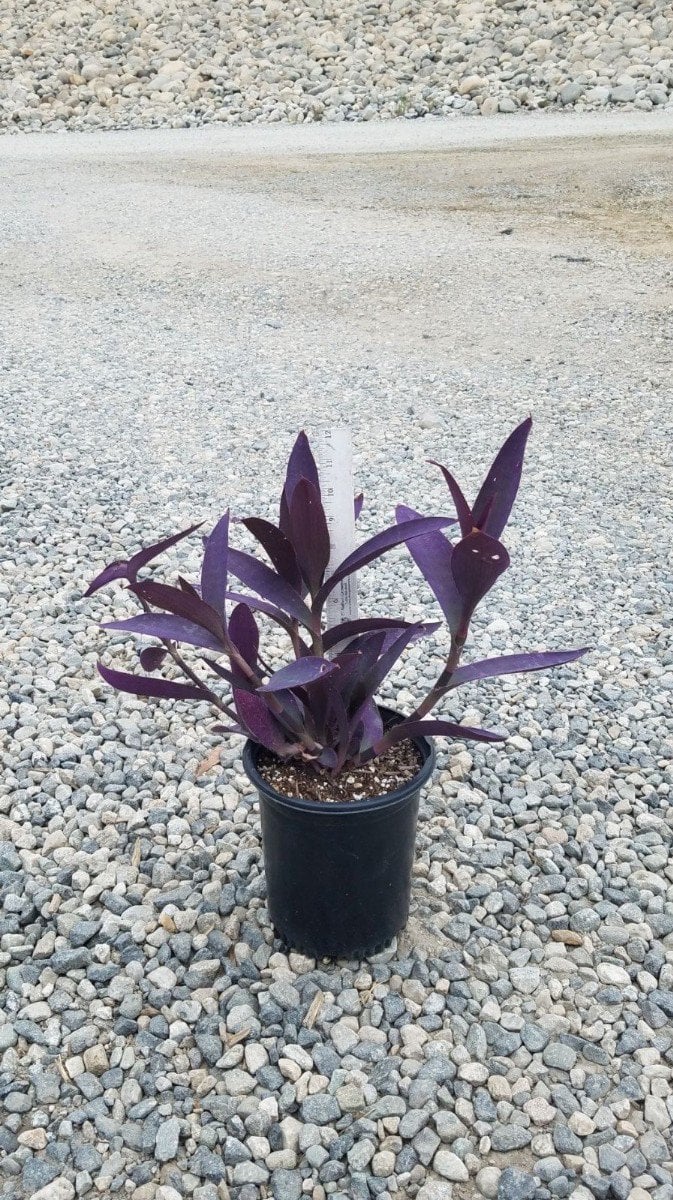 Photo for Tradescantia pallida 'Purpurea' (Purple Heart, Purple Queen)