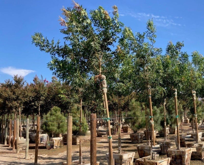 Photo for Lagerstroemia indica x fauriei 'Tuscarora' (Tuscarora Crape Myrtle)