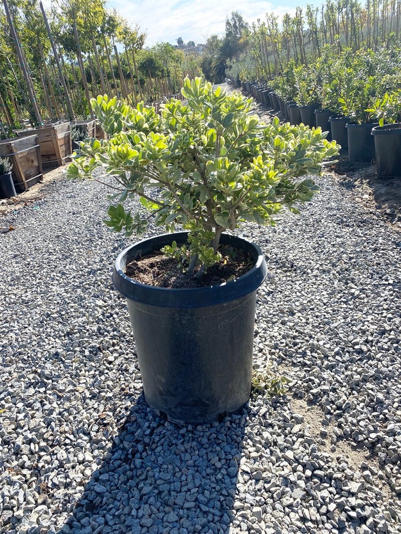 Photo for Pittosporum tobira 'Variegata' (Variegated Japanese Mock Orange)