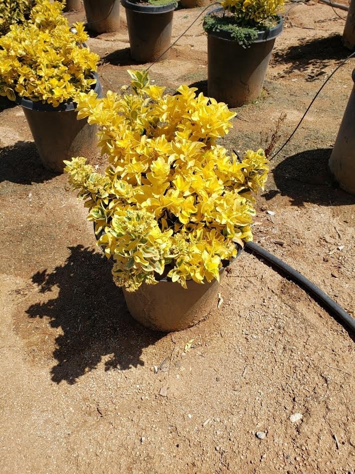 Photo for Euonymus japonicus (Euonymus)