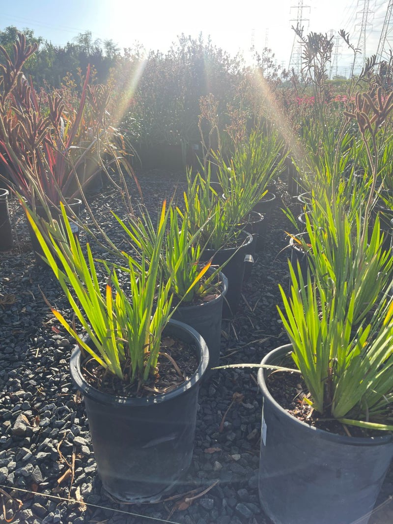 Photo for Anigozanthos 'Regal Velvet' (Regal Velvet Kangaroo Paw)