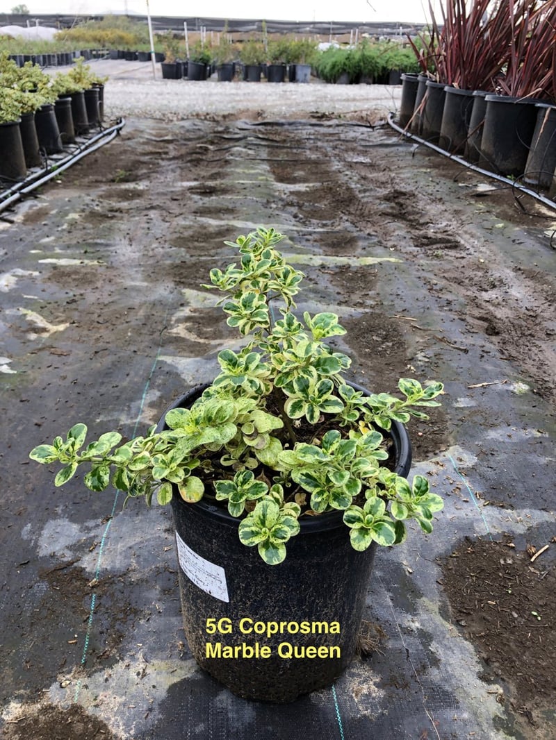 Photo for Coprosma repens 'Marble Queen' (Dwarf Variegated Mirror Plant)