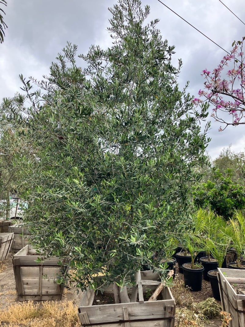 Photo for Olea europaea (Multi (European Olive Tree)