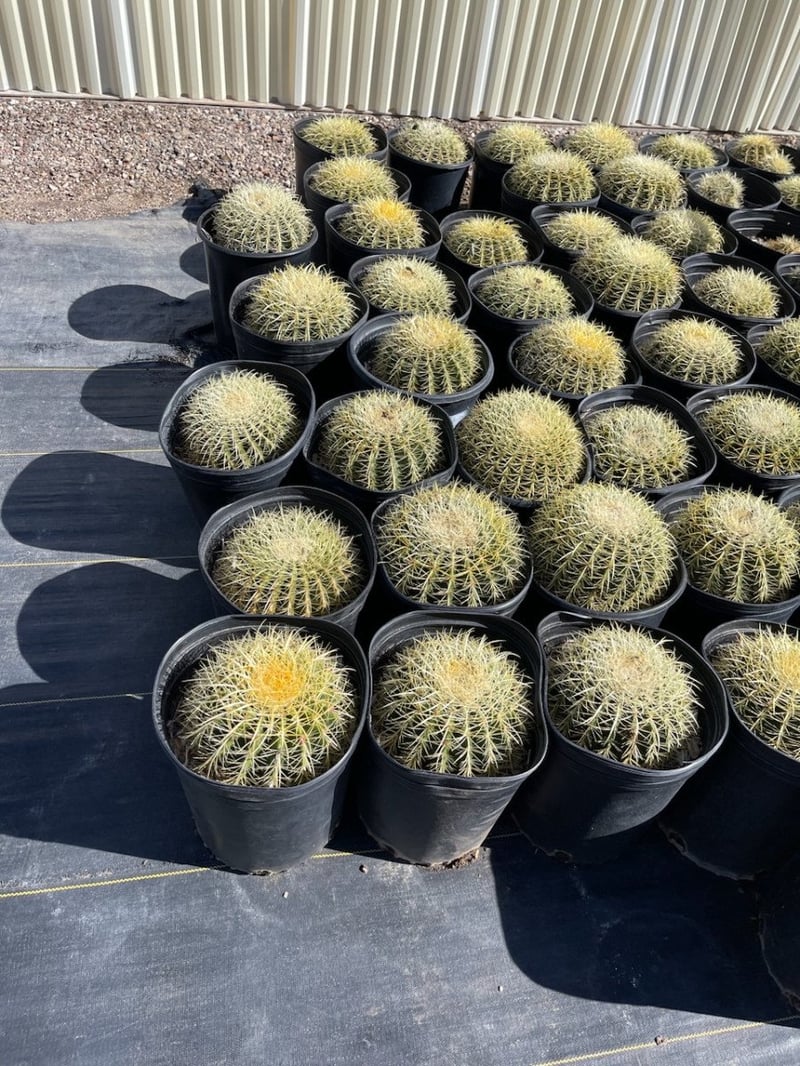 Photo for Echinocactus grussoni (Golden Barrel Cactus)