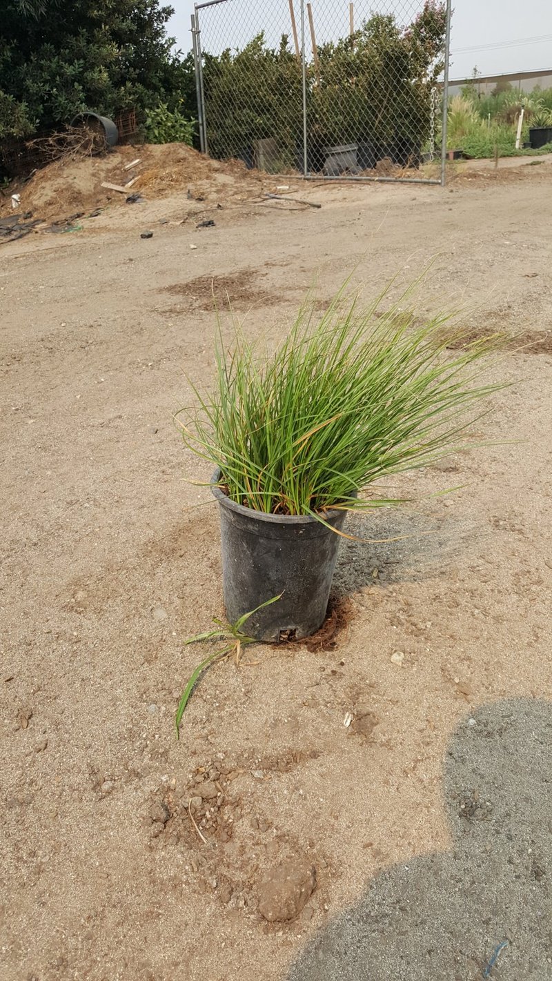 Photo for Aristida purpurea var. purpurea (Purple three awn)