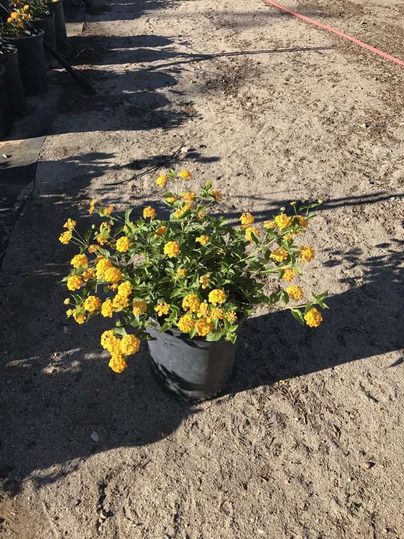 Photo for Lantana camara 'Yellow Trailing' (Yellow Spreading Lantana)