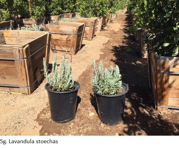 Photo for Lavandula stoechas (Spanish Lavender)