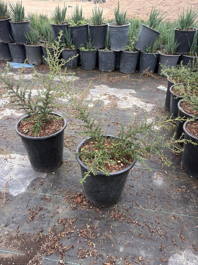 Photo for Ceanothus 'Dark Star' (Dark Star Ceanothus)