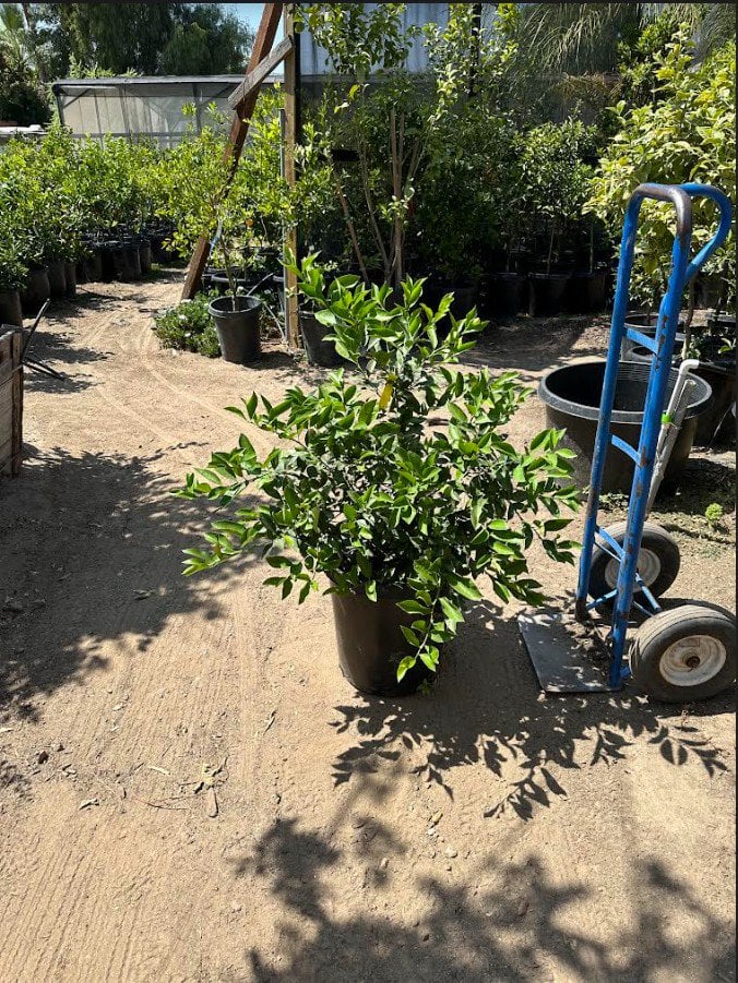 Photo for Citrus x meyeri (Dwarf)  (Meyer Lemon )