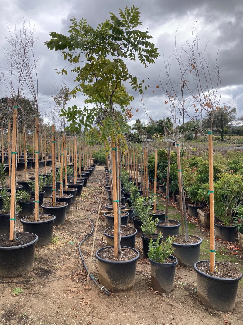 Photo for Koelreuteria bipinnata (Chinese Flame Tree)