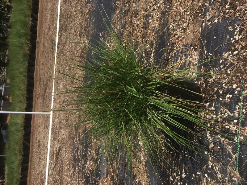 Photo for Pennisetum spathiolatum (Slender Veldt Grass)