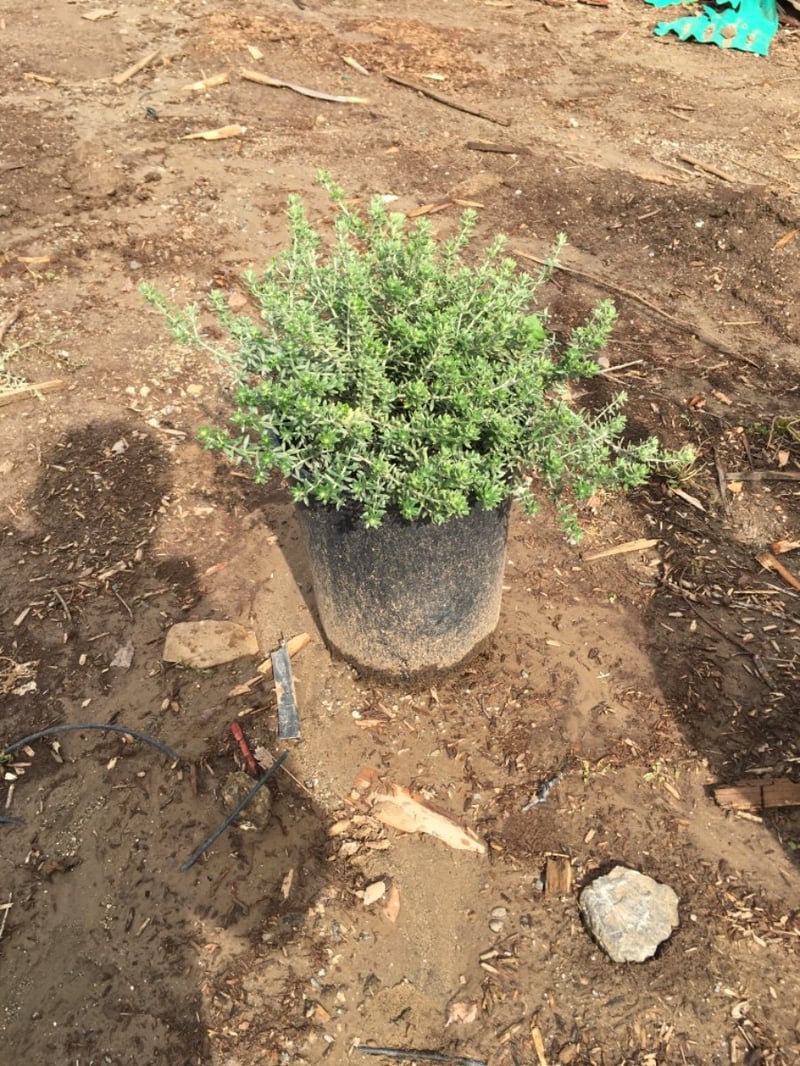 Photo for Westringia fruticosa (White) (White Coast Rosemary)