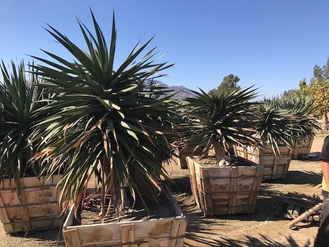 Photo for Dracaena draco (Standard) (Dragon Tree)