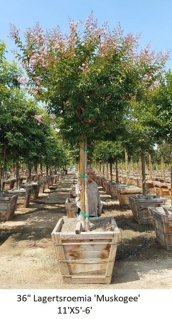 Photo for Lagerstroemia indica 'Watermelon Red' (Crape Myrtle)