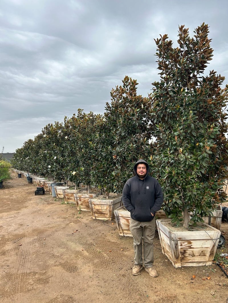 Photo for Magnolia grandiflora 'Little Gem' (Little Gem Dwarf Southern Magnolia)