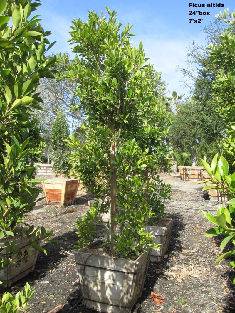 Photo for Ficus microcarpa nitida (retusa) (Indian Laurel)