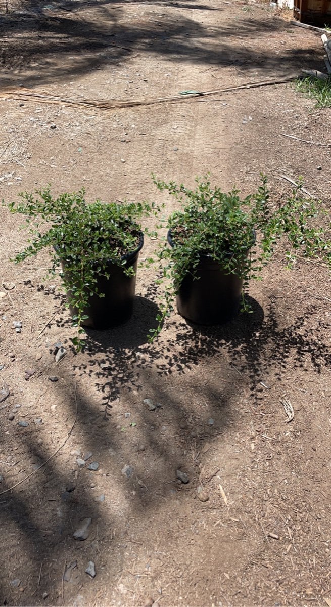 Photo for Cotoneaster dammeri (Bearberry)