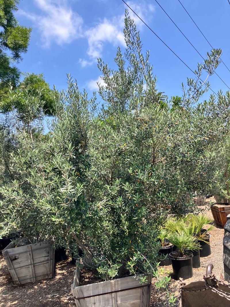 Photo for Olea europaea 'Wilsonii' (Low Branch) (Wilsonii Fruitless Olive)