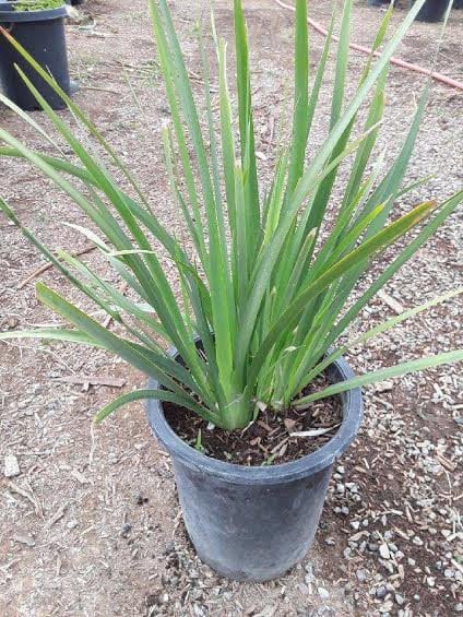 Photo for Dietes grandiflora (Fortnight Iris)
