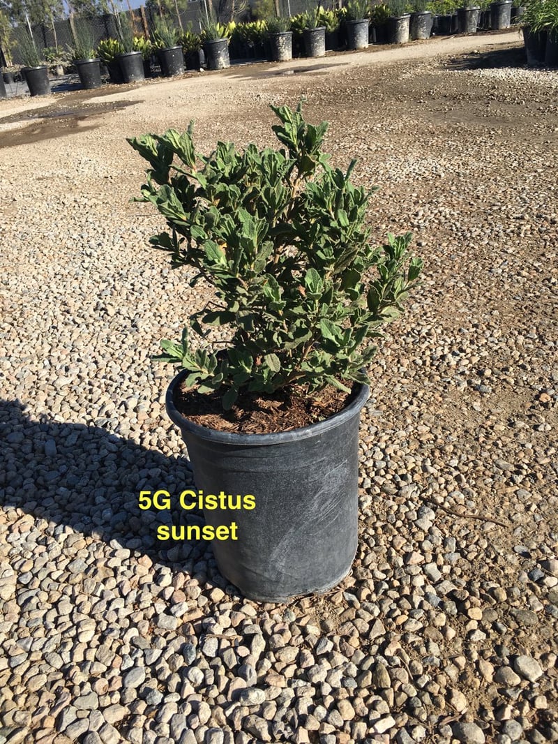 Photo for Cistus 'Sunset' (Sunset Rockrose)