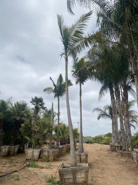 Photo for Archontophoenix alexandrae (Single) (Alexander King Palm)