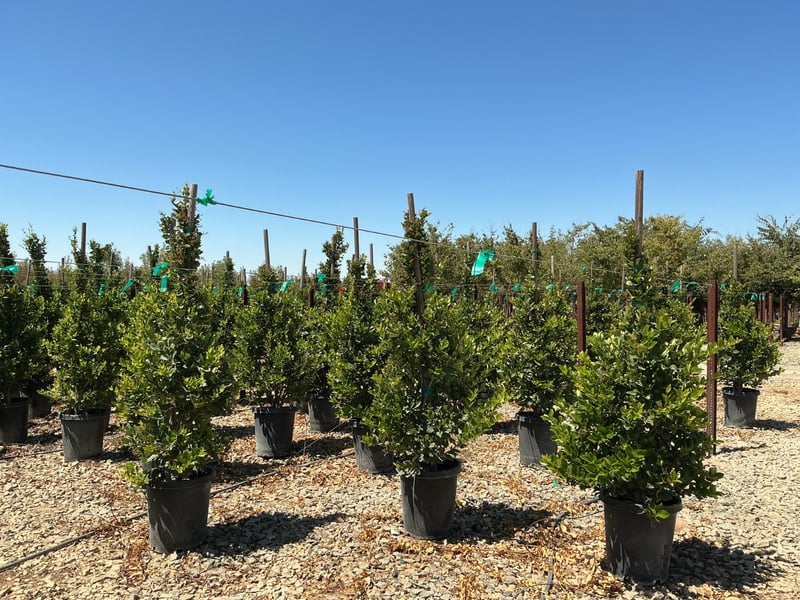 Photo for Ligustrum japonicum 'Texanum' (Column) (Waxleaf Privet)