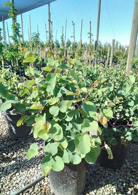 Photo for Cercis occidentalis (Multi) (Western Redbud)