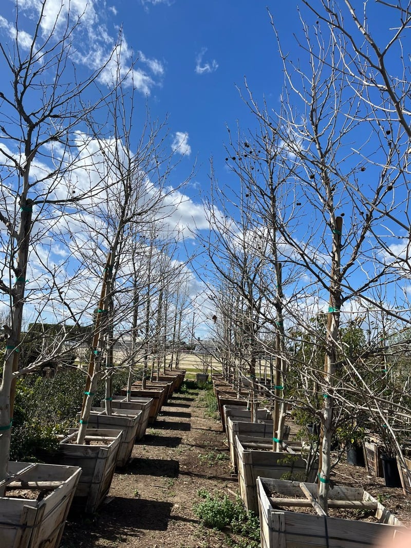 Photo for Platanus × acerifolia (London Plane Tree)