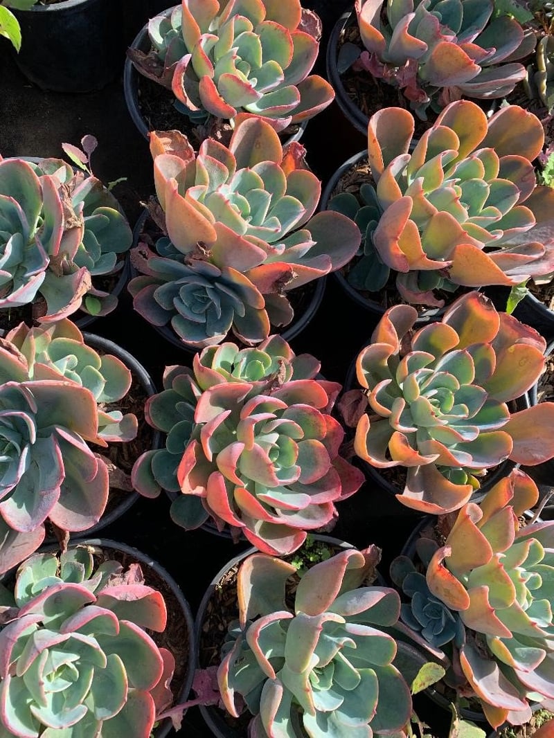 Photo for Echeveria 'Blue Sky' (Blue Sky Echeveria)