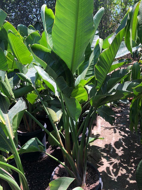 Photo for Strelitzia nicolai (Giant Bird Of Paradise)