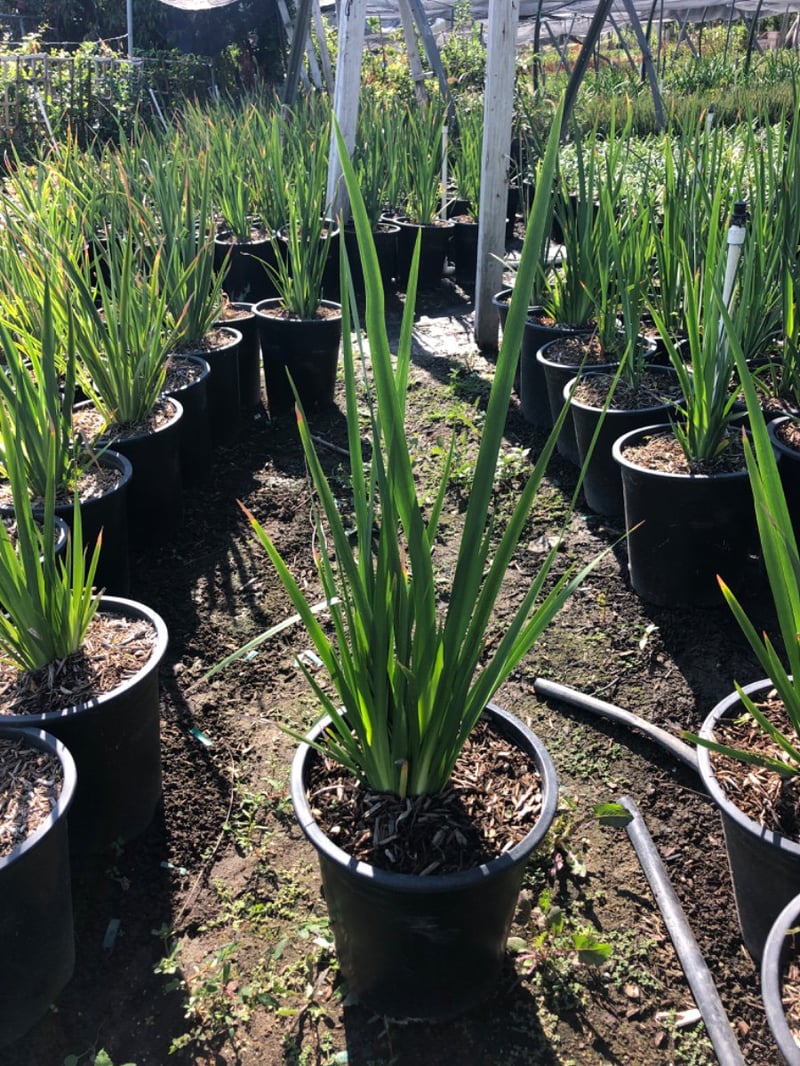 Photo for Dietes iridioides (White African Iris, Fortnight Lily)
