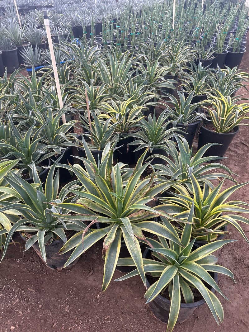 Photo for Agave desmetiana 'Variegata' (Variegated Smooth Agave)