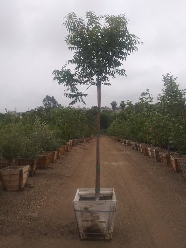 Photo for Pistacia chinensis (Standard) (Chinese Pistache)