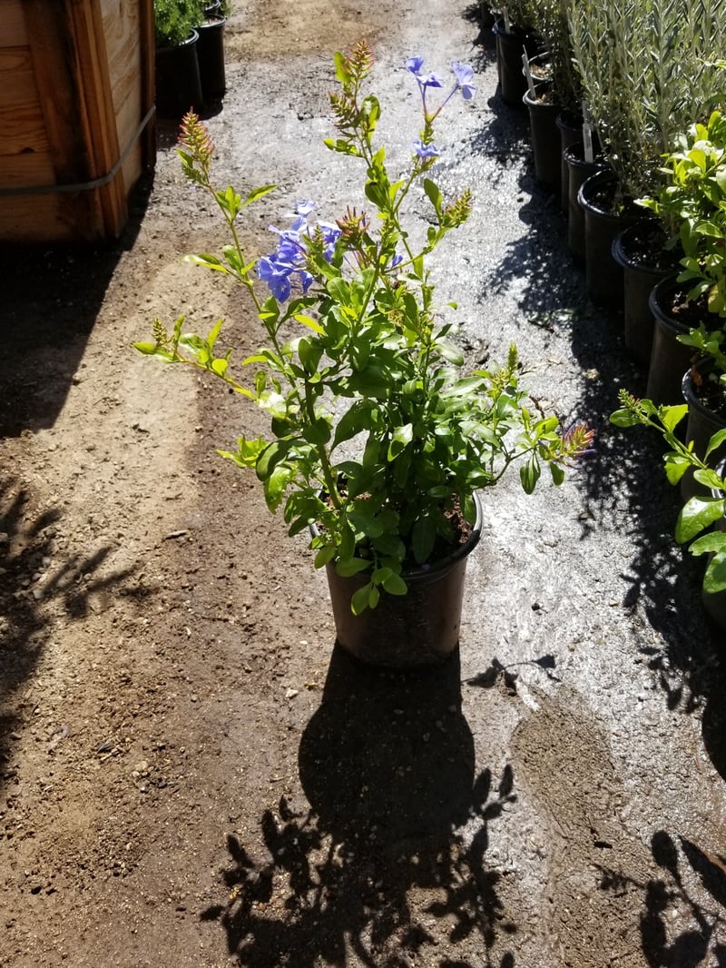 Photo for Plumbago auriculata 'Monott' (Royal Cape Plumbago)