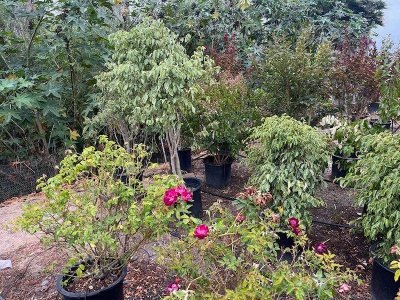 Photo for Ficus benjamina 'Variegata' (Variegated Weeping Fig)