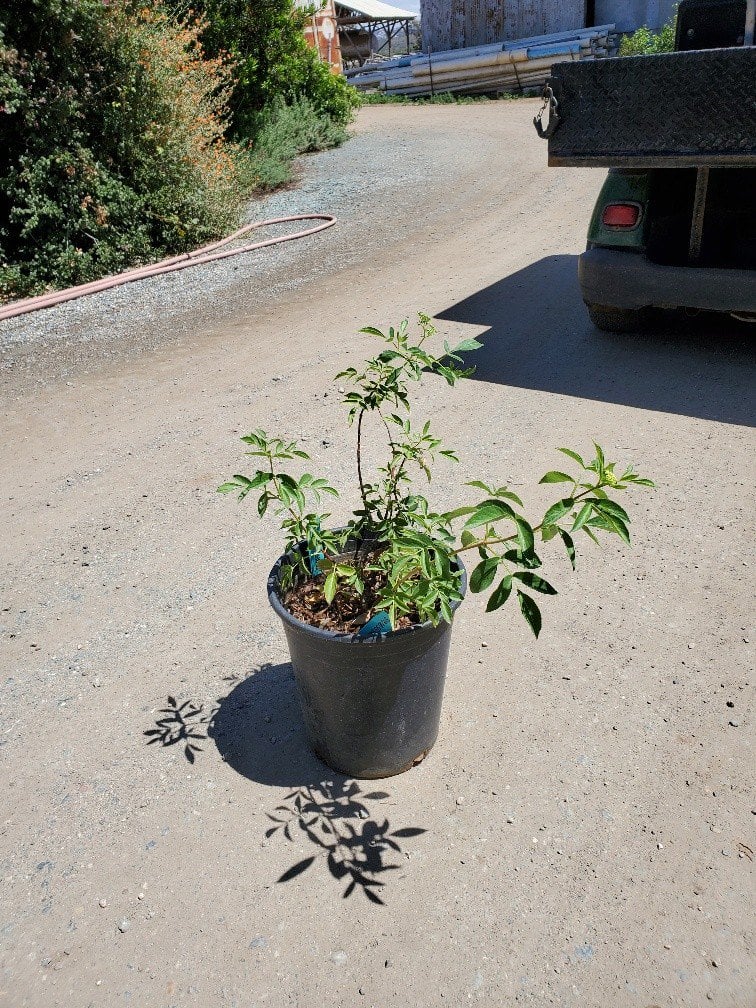 Photo for Sambucus mexicana (Multi) (Blue Elderberry)