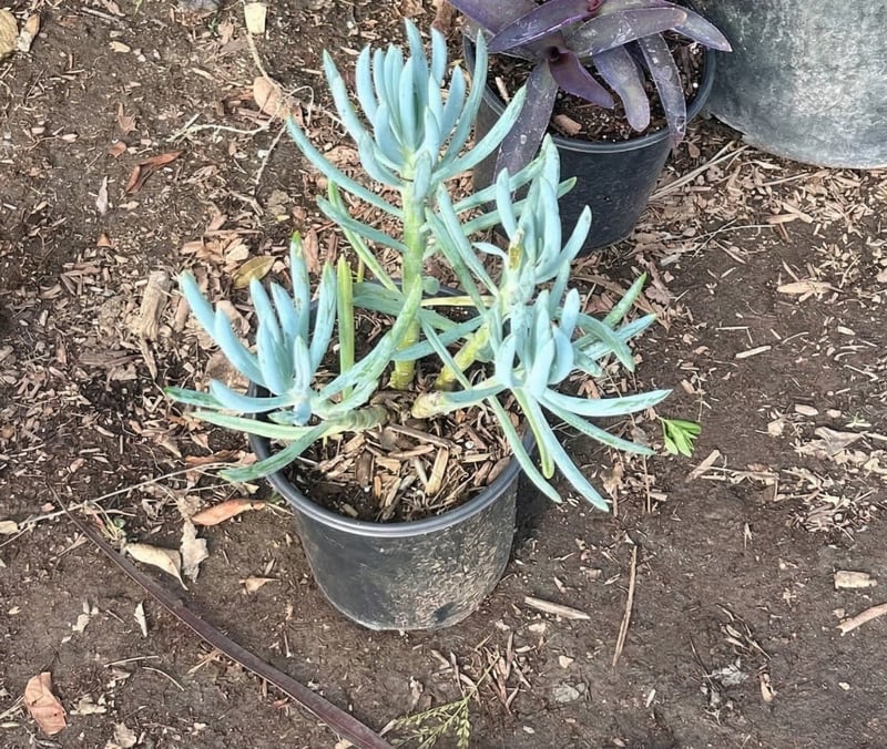 Photo for Senecio mandraliscae (Kleinia)