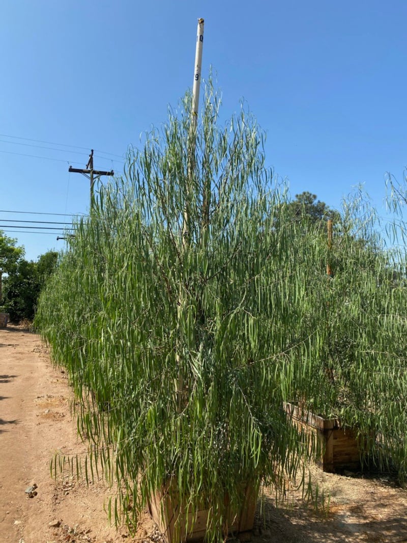 Photo for Geijera parviflora (Low Branching) (Australian Willow)
