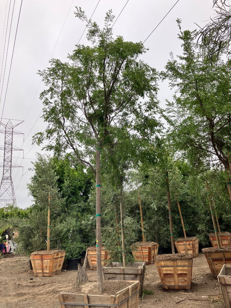 Photo for Ulmus parviflora 'Drake' (Standard) (Drake's Chinese Elm)
