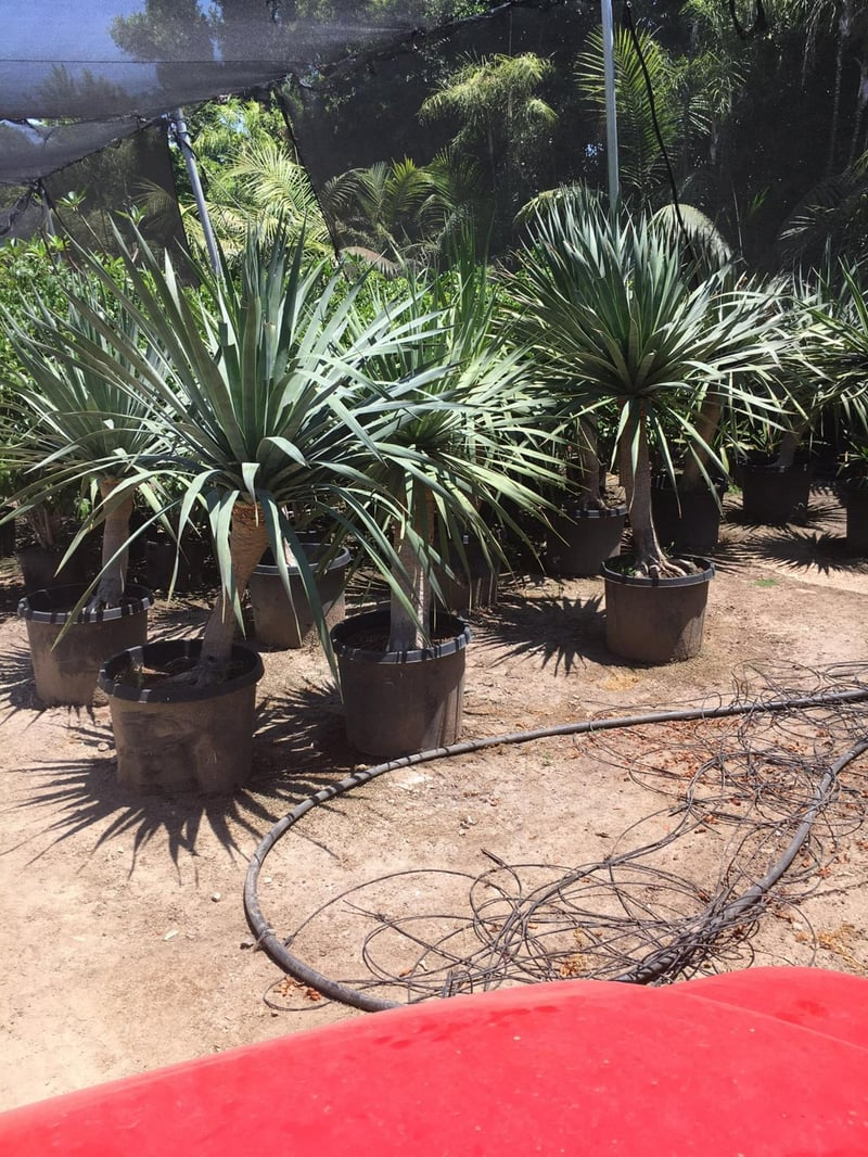 Photo for Dracaena draco (Multi) (Dragon Tree)
