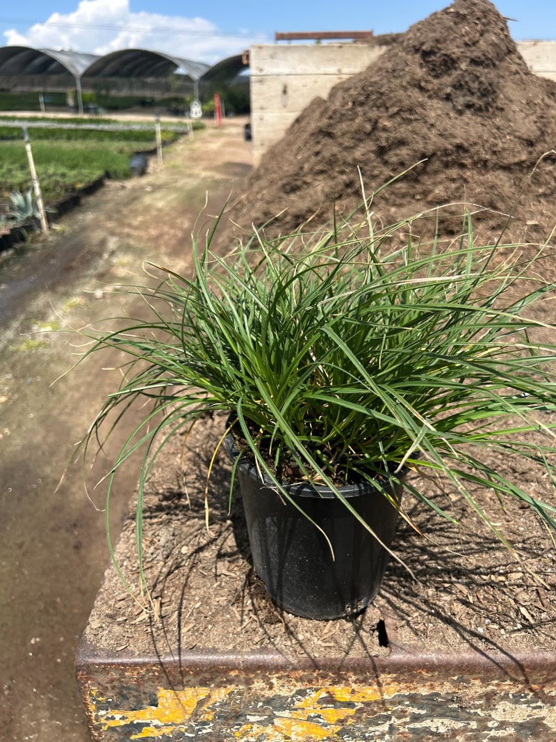 Photo for Carex tumulicola (Foothill Sedge)