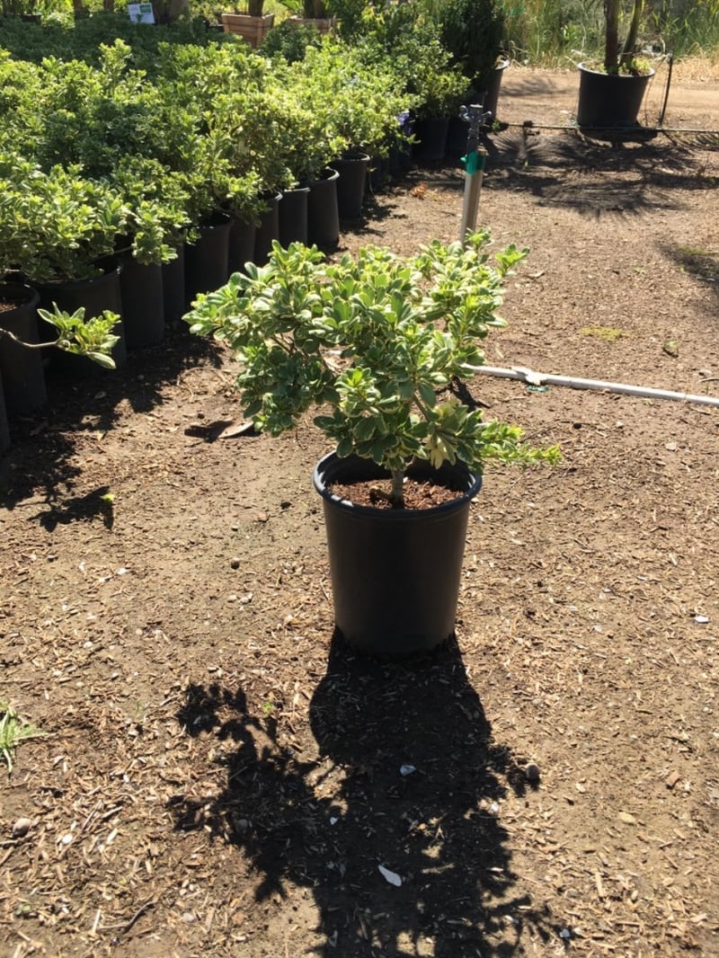 Photo for Pittosporum tobira 'Variegata' (Variegated Japanese Mock Orange)