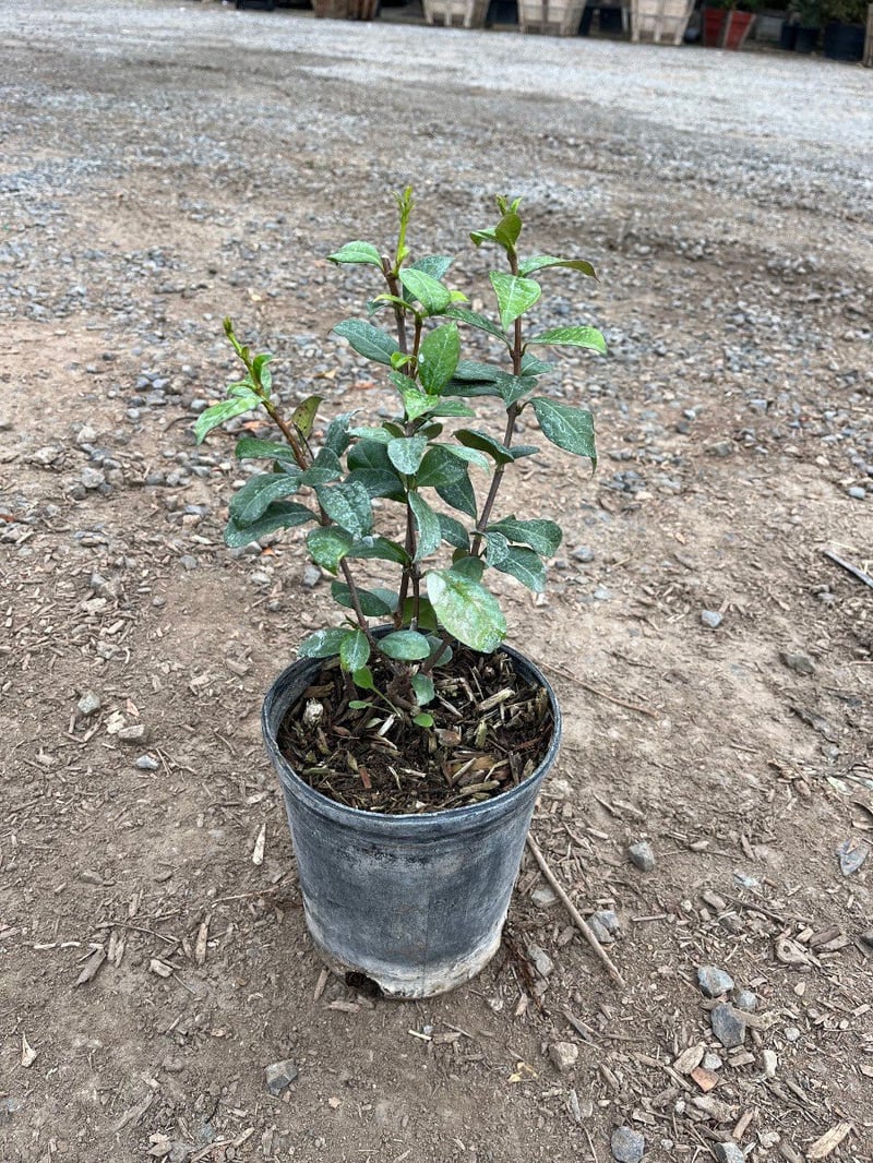 Photo for Trachelospermum jasminoides (Star Jasmine)